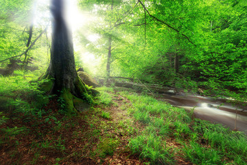 Obraz premium Lichter strahlen im frischen Laubwald mit Bach