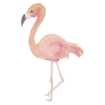 Beautiful, Flamingo, vector, watercolor, eps, isolated, beautiful art.