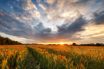 Mohnblumen im Getreidefeld mit Sonnenuntergang