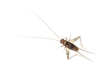 one cricket isolated on white