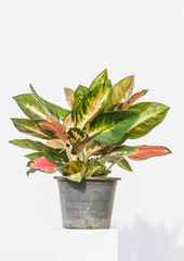 House plant in potted isolated on white background