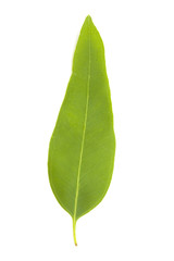 Obraz premium fresh eucalypus leaves isolated on white background