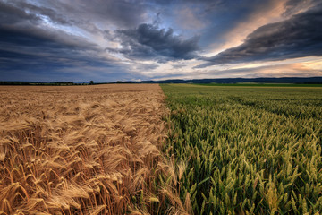 Zwei Felder in der Landwirtschaft mit dramatischen Himmel