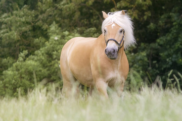 Pferd auf Koppel