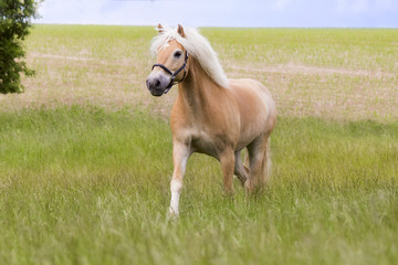 Pferd auf Koppel