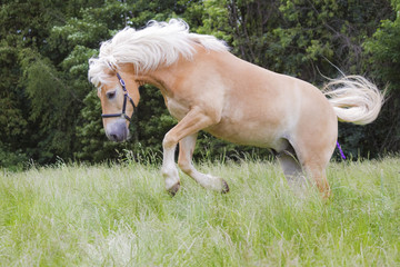 Pferd bockt