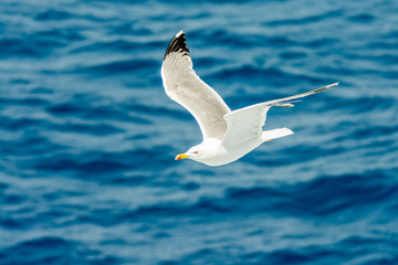 seagull flying over the sea