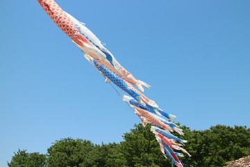 鯉のぼりと青空