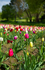 Obraz premium Tulpen