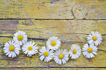 Obraz premium Plank and flower