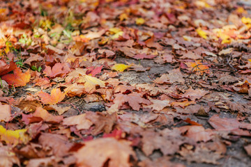 maple background