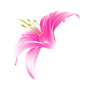 Flower Daylily Pink Lily  On A White Background Vector Illustration