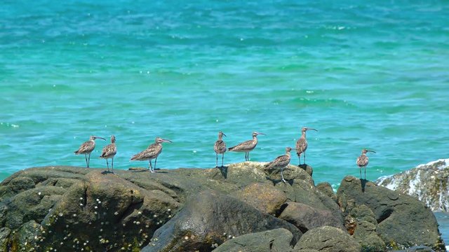 Fling of eight Far Eastern curlews, an endangered species, perched on a beach rock at the ocean's edge in Phuket, Thailand. UltraHD video