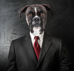 cane vestito da uomo d'affari