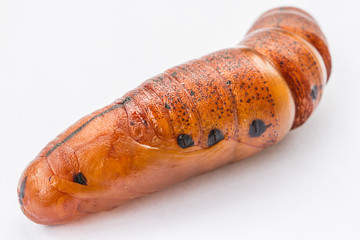 chrysalisbutterfly. pupa close-up isolated on the white background 