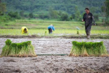 rice seedlings