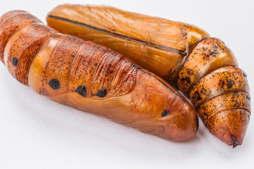 chrysalisbutterfly. pupa close-up isolated on the white background 