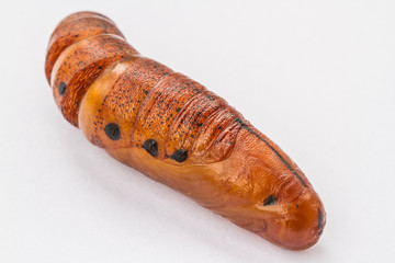 chrysalisbutterfly. pupa close-up isolated on the white background 