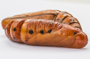 chrysalisbutterfly. pupa close-up isolated on the white background 