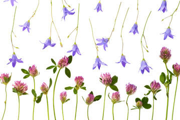 isolated meadow flowers on a white background