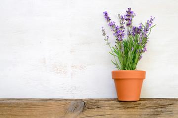 Naklejka premium Lavender growing in a pot