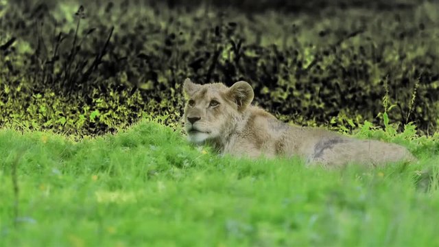 lionceau