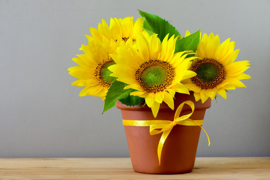 Sunflowers in a pot on a table