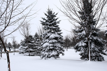 Park of the snow scene


