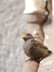Hausrotschwanz-Jungvogel schreit nach Futter