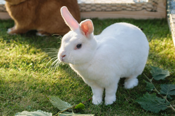 Weißes Kaninchen im Auslauf