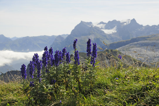 Blauer Eisenhut auf dem Druesberg mit Gl&auml;rnisch