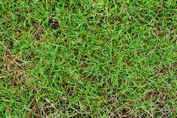 Green grass background texture.

