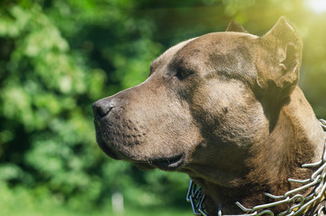 Portrait of a pit bull, closeup, outdoors