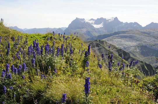 Blauer Eisenhut auf dem Druesberg mit Gl&auml;rnisch