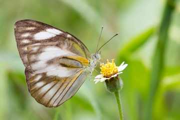 Butterfly on wild daisy 