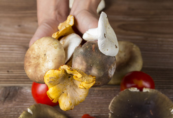 Different types of mushrooms 