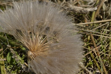 Obraz premium dandelion