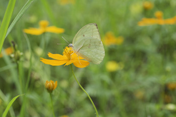 Obraz premium Yellow Butterfly sucking nectar from purple flowers .