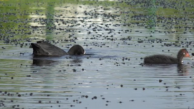 coot swimming on the lake and feeding the  fledgling