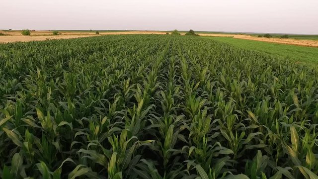 Aerial shot of green corn maize fields ripening at summer