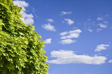 Obraz premium Green maple branches against a blue sky with clouds. Sunny summer afternoon in the park.