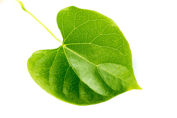 Heart shape leaf on white background 