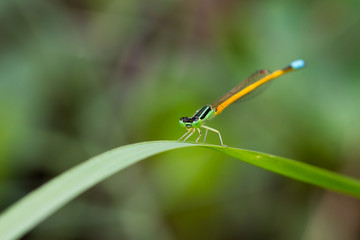 Damselfly on grass leaf 