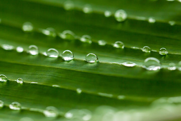 water drops on banana leaf nature background 