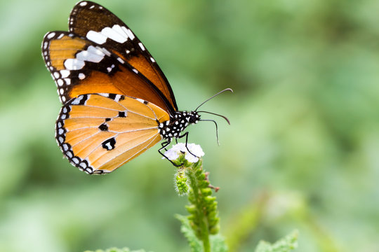 Closeup The Plain Tiger on Alacransillo flowers