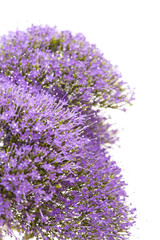 Naklejka premium light purple pentas flowers isolated on white