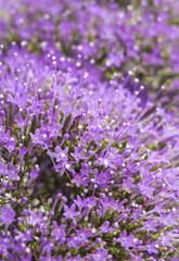light purple pentas flowers