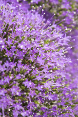 Obraz premium light purple pentas flowers