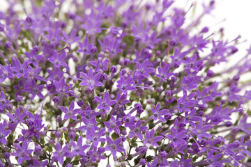 light purple pentas flowers