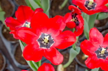 close-up of tulip flowers in the garden.